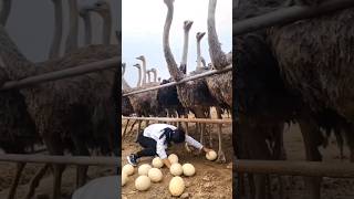 Ostrich farms in china🥚