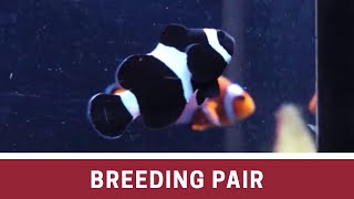 Mixed Breeding Pair Ocellaris Clownfish at Elite Reef of Denver, Colorado