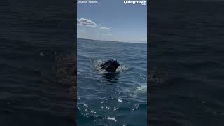 Whale Tries to HIGH-FIVE Captain as It Plays Near Boat || Dogtooth Media