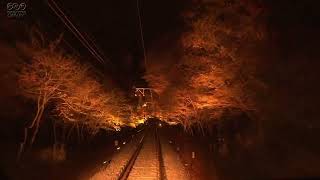 Kyoto autumn leaves light up train 京都・紅葉ライトアップ電車 Les feuilles d'automne de Kyoto illuminent le train