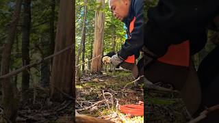 Let's pick shroom (Matsutake)  #fypシ゚viral #snack #shortvideo #youtubeshorts #pnw #reels #outdoors