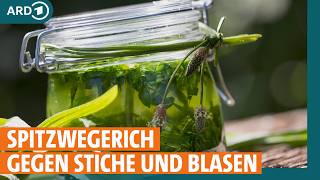 Spitzwegerich: Hilfreich bei Husten und bei Blasen I ARD Gesund