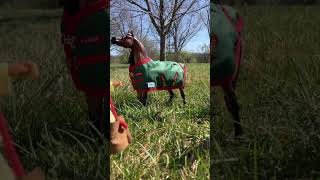 Tom feeding the horses in the pasture #breyer #breyerhorses #horseshorts #godcan