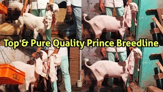 Top& pure Quality Hyderabad Prince Breedline I A1 Quality I Jahgirabad bandlaguda