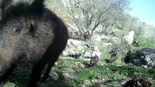 Wolf, fox, wild goat, porqupine, wild boar, partridge -گورگ، بزنی کێوی، بەراز، ڕێوی، سوچەڕ ،کەو