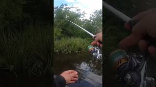 Two fish in 30 seconds ! #fishing #freshwater #bass #bream #boat