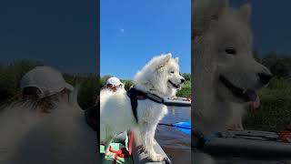 Красивое путешествие самоеда по реке! #samoyed #samoyeddog #walking