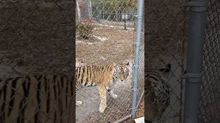 #USA zoos #USA animal sanctuaries #zoos in America #tiger