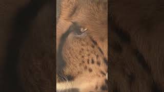 INCROYABLE VIDEO DE GUEPARD #animaux #lionnes #protectionanimale #savaneafricaine #animals