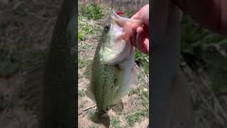 Bass fishing downtown Denver #Fishing,Colorado #FishingdowntownDenver #BassFishing