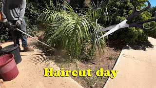 Giving My Jelly Palm a Haircut