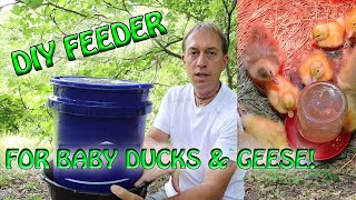 DIY Automatic Feeder for the New BABY GEESE and DUCKS!