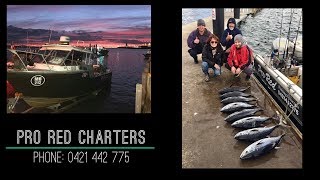 Melbourne Snapper Port Phillip Bay  On Pro Red Charters Tuna Fishing Portland