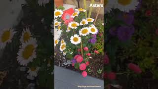 Asters from seeds | Asters in my Garden | Beautiful flowers  | Asters