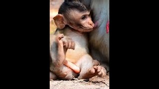 cute baby monkey #shorts