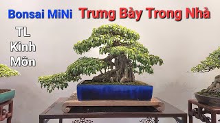 Ngắm Đã Mắt với những TP Bonsai RẤT ĐẸP không gian trong nhà TL KINH MÔN .