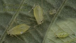 Close up van verschillende bladluizen (en meer krioelende beestjes)