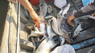 Large fishing in freshwater in Cambodia.