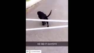 Dog hits head on pole while jumping