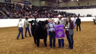 Grand and Reserve Champion Steers