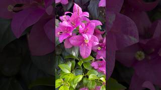 Natural bougainvillea flowers || Home Gardening | #flowers #gardening #youtubeshorts