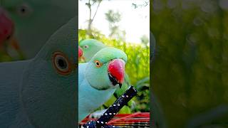 #birds #parrot #cute #animals #naturalsounds #parrotsinging #singingparrot #petbird