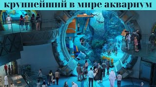 Крупнейший в мире аквариум строится в Арабских Эмиратах 2022