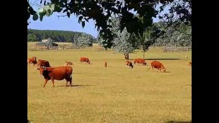 Campo en venta Punta del Este