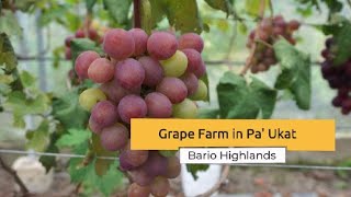 Delicious Grapes in Pa’ Ukat Bario, Borneo. Tosari Grape Farm / 4K / Farm Tours