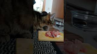 Tried meat once, now the cats eat nothing else  #cat #catlover #kitten