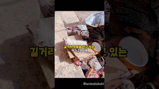 눈빛이 이쁜 아기 고양이를  구조했더니 생긴 변화