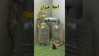 احلا فيران