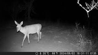 04 September 2024 duiker