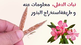 نبات الدفلة معلومات عنه و طريقة جمع و استخراج بذور الدفلى Nerium oleander