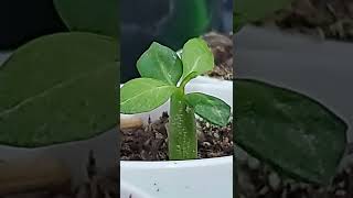 Baby Adenium Desert rose born #shorts