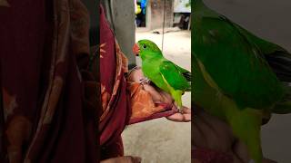 টিয়ার বাচ্চা বিক্রয় #bird_likes #birdsloverbasirhat #indianbird #viralvideo #birds #bdbird