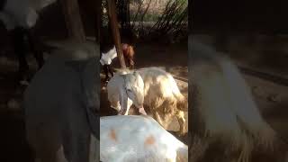 QASMI GOAT FARAM Sinshipura pipar 2018