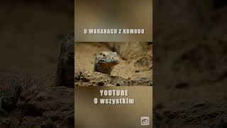 Węch Waranów z Komodo | #mini #ciekawostki #polska #top #dlaciebie #viral #shrots