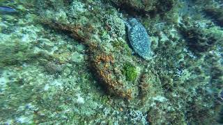 Cozumel_Turtle