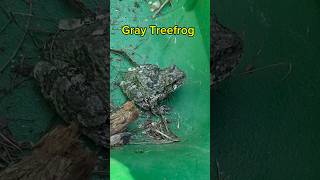 Gray Treefrog #frog #treefrogs #camoflage #reptile #amphibian #coolfrog #nature