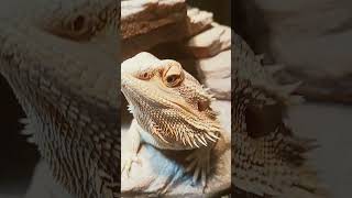 Beautiful Bearded Dragon!