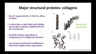 Mechanobiology Boot Camp 2024: Rebecca Wells, Animal ECM