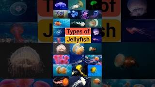 Types of Jellyfish I List of Jellyfish I Different types of Jellyfish #ytshorts #viral #jellyfish###