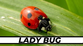 The Incredible Life Cycle of Ladybugs | Fascinating Transformation