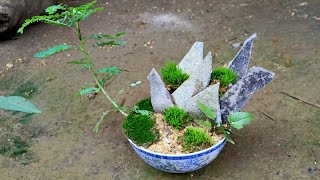 Amazing terrarium,how to make bonsai art the simplest from discarded things