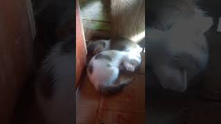 Kucing Tidur Sangat Lucu 😻❤ #cutecat #shortsviral #fypシ゚viral #kucingimut