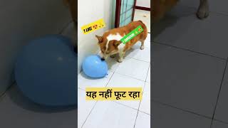 Ballon Se Chakma Diya 😇😎 🥳🎈🎉#cutepuppy #shorts #ytshorts#viral #viralvideo #youtubeshorts#shortsfeed