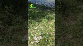 Videos from My Phone | Windy Weather on a Summer River