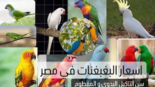 اسعار كل انواع البغبغنات في مصر سن التاكيل اليدوي و المفطوم