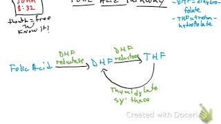 Folic acid pathway